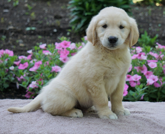 AKC Registered Golden Retriever For Sale Fredericksburg, OH Male- Shaun