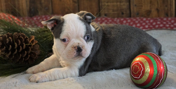 AKC Registered Boston Terrier For Sale Wooster, OH Male- Jack