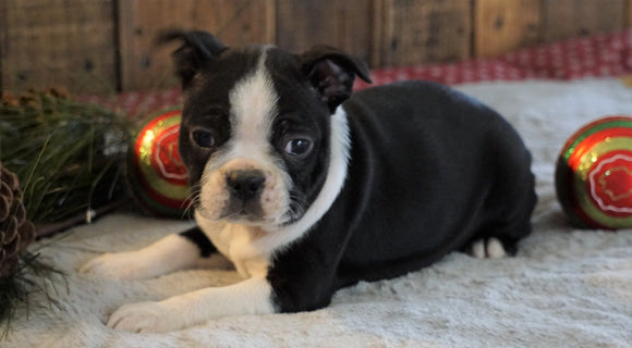 AKC Registered Boston Terrier For Sale Wooster, OH Female- Jewel