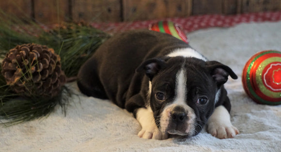 AKC Registered Boston Terrier For Sale Wooster, OH Male- Jay