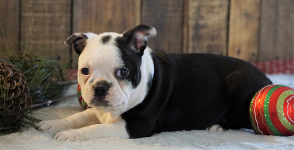 AKC Registered Boston Terrier For Sale Wooster, OH Female- Jada