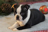 AKC Registered Boston Terrier For Sale Wooster, OH Male- Jet