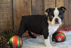 AKC Registered Boston Terrier For Sale Wooster, OH Male- Jet