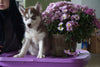 Siberian Husky For Sale Fredericksburg, OH Female- Butterfinger