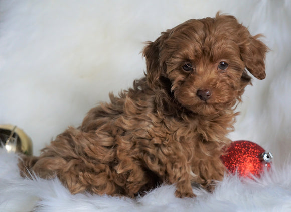 Miniature Poodle For Sale Fredericksburg, OH Male- Bingo