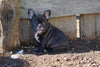 AKC Registered French Bulldog For Sale Millersburg,OH Male- Timmy