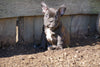 AKC Registered French Bulldog For Sale Millersburg, OH Male- Charles