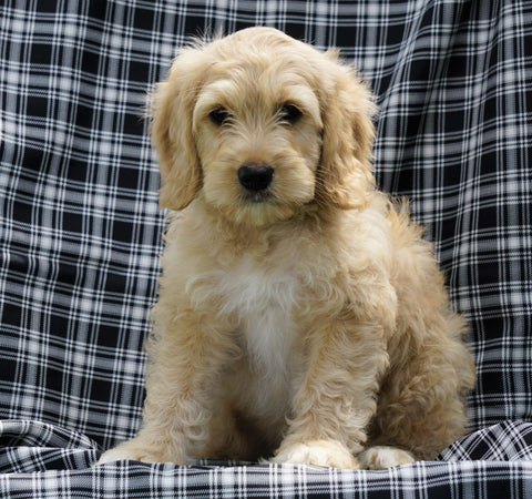 Mini F1B Labradoodle For Sale Millersburg, OH Male- Homer