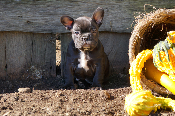 AKC Registered French Bulldog For Sale Millersburg, OH Male- Charles