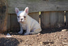 AKC Registered French Bulldog For Sale Millersburg, OH Female- Amy
