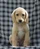 Mini F1B Labradoodle For Sale Millersburg, OH Male- Harold