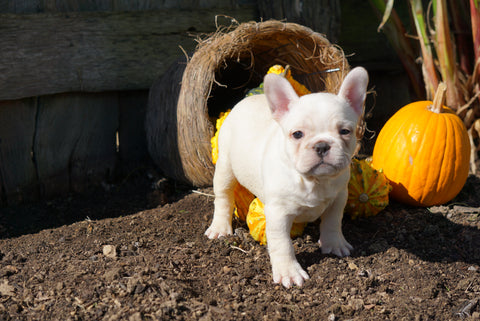 AKC Registered French Bulldog For Sale Millersburg, OH Female- Amy