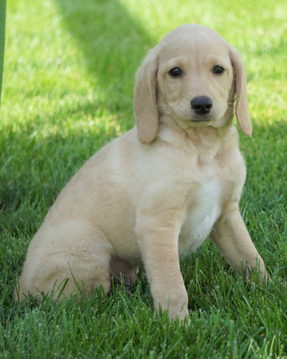 Mini F1B Labradoodle For Sale Millersburg, OH Male- Harold