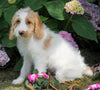 Mini F1B Labradoodle For Sale Millersburg, OH Female- Holly