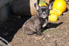AKC Registered  French Bulldog For Sale Millersburg, OH Male- Jack