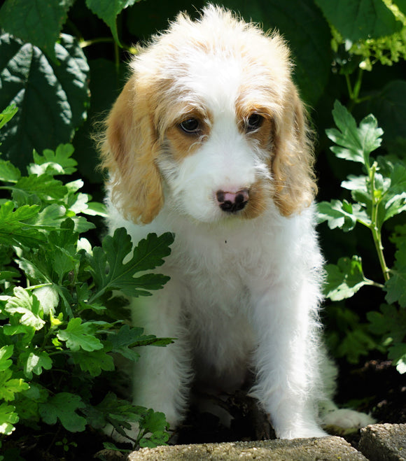 Mini F1B Labradoodle For Sale Millersburg, OH Female- Holly