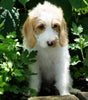 Mini F1B Labradoodle For Sale Millersburg, OH Female- Holly