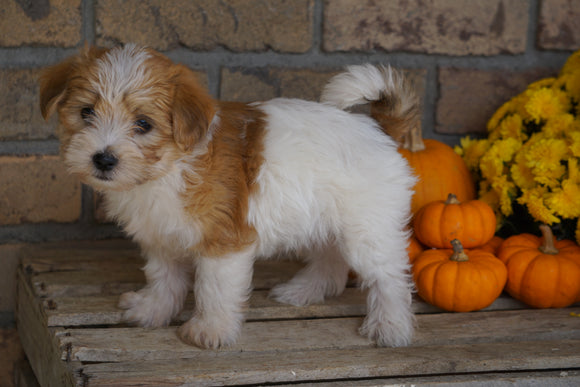 Morkie For Sale Dundee, OH Male- Mikey