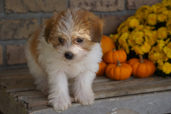 Morkie For Sale Dundee, OH Male- Moses