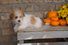 Morkie For Sale Dundee, OH Male- Moses