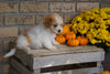 Morkie For Sale Dundee, OH Male- Moses