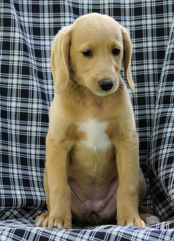 Mini F1B Labradoodle For Sale Millersburg, OH Female- Hazel