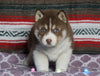 Siberian Husky For Sale Fredericksburg, OH Male- Logan