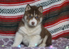 Siberian Husky For Sale Fredericksburg, OH Male- Logan