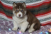 Siberian Husky For Sale Fredericksburg, OH Male- Logan