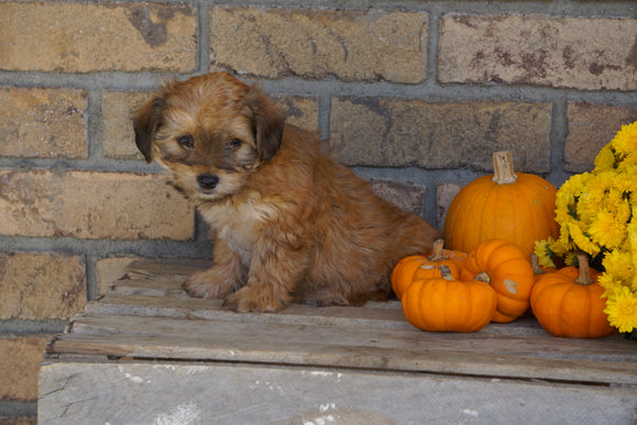 Morkie For Sale Dundee, OH Male- Benji