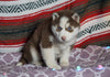 Siberian Husky For Sale Fredericksburg, OH Female- Lucy