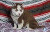 Siberian Husky For Sale Fredericksburg, OH Female- Lucy