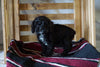 Cockapoo For Sale Millersburg, OH Female- Claire