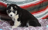 Siberian Husky For Sale Fredericksburg, OH Male- Lonnie