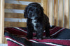 Cockapoo For Sale Millersburg, OH Female- Claire