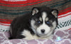 Siberian Husky For Sale Fredericksburg, OH Male- Lonnie