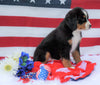 ACA Registered Bernese Mountain Dog For Sale Fredericksburg, OH Male- Bailey