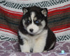 Siberian Husky For Sale Fredericksburg, OH Male- Lonnie