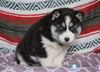 Siberian Husky For Sale Fredericksburg, OH Male- Lonnie