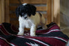 Cockapoo For Sale Millersburg, OH Female- Zoey
