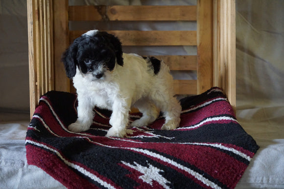 Cockapoo For Sale Millersburg, OH Female- Zoey