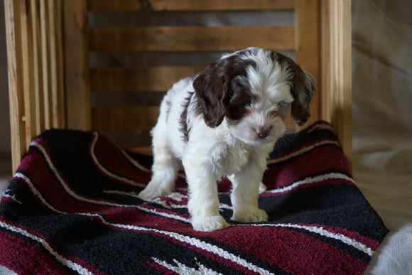 Cockapoo For Sale Millersburg, OH Male- Harley