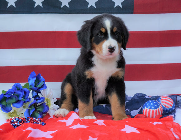 ACA Registered Bernese Mountain Dog For Sale Fredericksburg, OH Male- Bailey