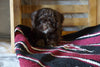 Cockapoo For Sale Millersburg, OH Male- Aston