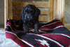 Cockapoo For Sale Millersburg, OH Male- Cliff