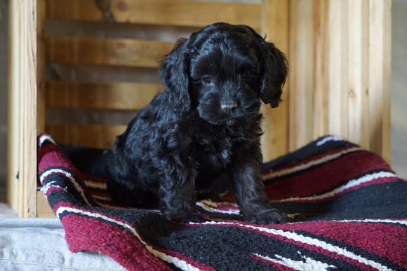 Cockapoo For Sale Millersburg, OH Male- Cliff