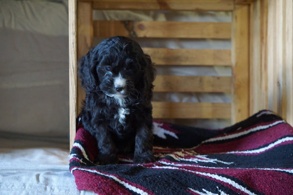 Cockapoo For Sale Millersburg, OH Male- Hugo