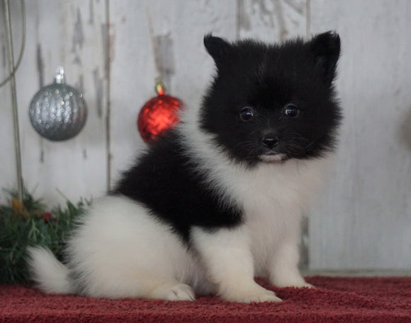 ACA Registered Pomeranian For Sale Millersburg, OH Female- Lucy