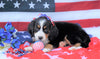 ACA Registered Bernese Mountain Dog For Sale Fredericksburg, OH Female- Heidi