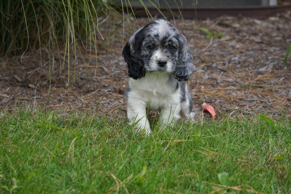 AKC Registered Cocker Spaniel For Sale Wooster OH Male- Cody